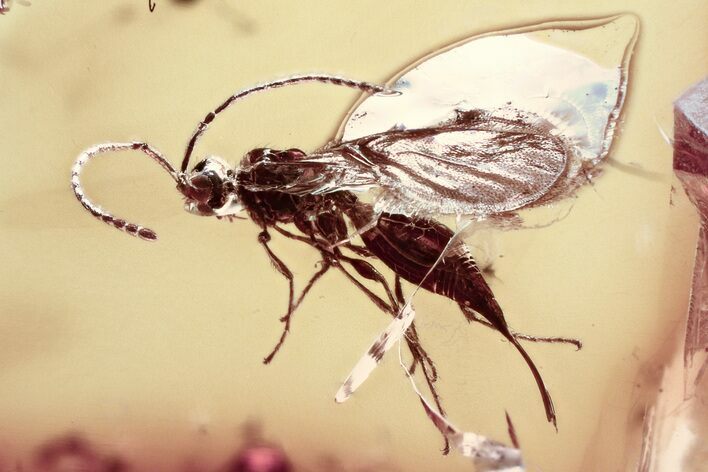 Detailed Fossil Parasitoid Wasp (Diapriidae) In Baltic Amber #330614